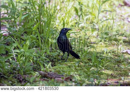 The Common Grackle (quiscalus Quiscula) In The Park