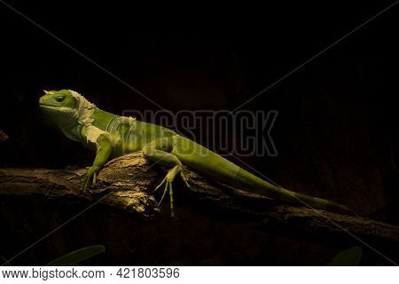 The Fiji Banded Iguana (brachylophus Fasciatus) In Zoo.