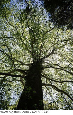 Giant Redwood Tree View From Below To The Sky Through The Branches.