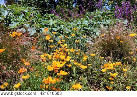 Chaparral Plants And Spring Wildflowers Including The Poppy Flower On A Lush High Desert Plateau Tak