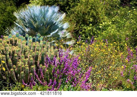 Chaparral Plants And Wildflowers During Spring Surrounding A Mexican Blue Palm Tree Taken On A High 