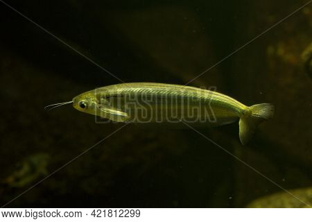 The Kryptopterus Cryptopterus (blue Sheatfish) In Aquarium.
