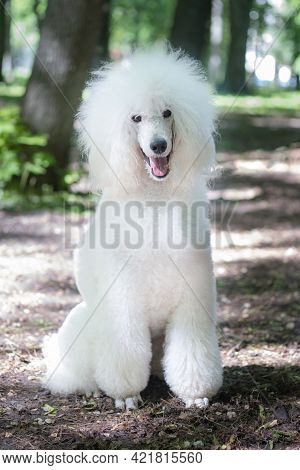 Portrait Of White Big Royal Poodle Dog. Outdoor
