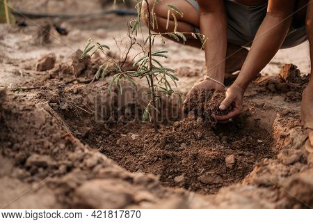 Man Plants A Small Tamarind Tree. Farm And Argiculture At Countryside Concept.
