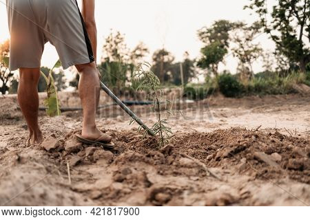 Man Plants A Small Tamarind Tree, Hands Holds Shovel Digs The Ground Garden. Farm And Argiculture At