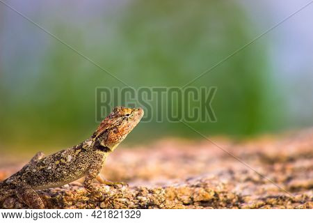 The Peninsular Rock Agama Or South Indian Rock Agama Is A Common Species Of Agama Found On Rocky Hil