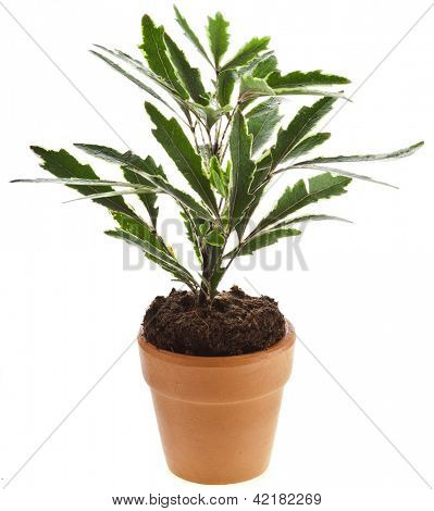 Dekorative Pflanze im Blumentopf, isolated on white background