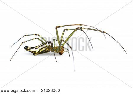 Image Of Decorative Big-jawed Spider(leucauge Decorate) Isolated On White Background. Animal. Insect