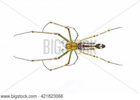 Image Of Decorative Big-jawed Spider(leucauge Decorate) Isolated On White Background. Animal. Insect