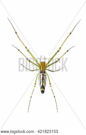 Image Of Decorative Big-jawed Spider(leucauge Decorate) Isolated On White Background. Animal. Insect