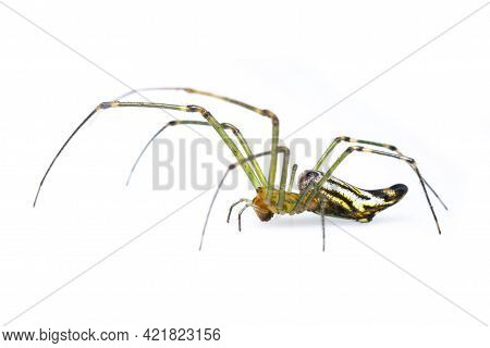 Image Of Decorative Big-jawed Spider(leucauge Decorate) Isolated On White Background. Animal. Insect