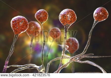 Mucor Mold, Black Fungus, Bread Mold Fungi, 3D Illustration