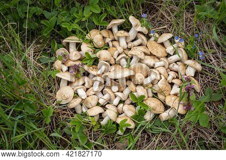 Edible Mushroom Calocybe Gambosa Commonly Known As St. Georges Mushroom - Czech Republic, Europe