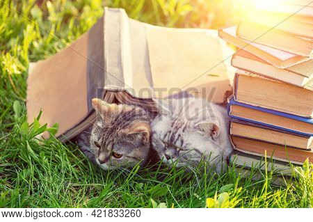 Couple Of Cute Clever Cats Lying On The Grass Near Pile Of Books In Summer On A Sunny Day. Cats Cove