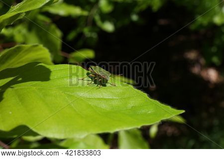 A Stink Bug On Green Leaves, Close-up