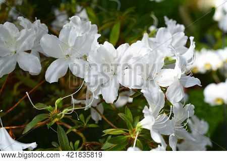 White Azalea Flowers Growing On A Shrub