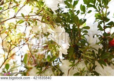 White Azalea Flowers Growing On A Shrub