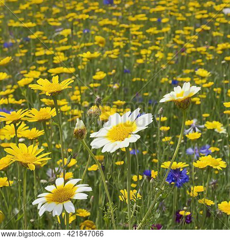 Summer Field Of Blue Cornflowers And Yellow Corn Marigold