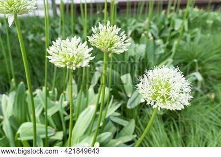 Onion Inflorescences Allium Polyanthum With Seeds. Close-up Of Blooming Onion Arrows With A Blurred 