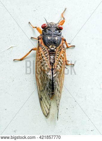 Brood X Adult Cicada Macro Portrait, Top View