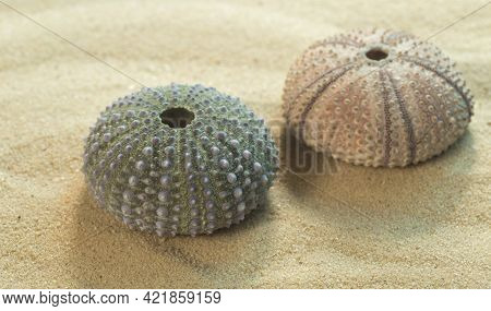 Two Shells Of Long-spined Sea Urchin Diadema Antillarum On Sand