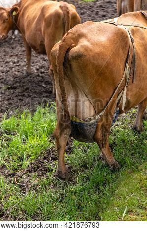 Cow Udder. Close-up. Cover, Bandage For Cow's Udder. High Quality Photo