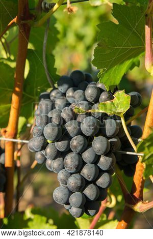 Vineyards In Summer Harvest. Large Bunches Of Red Wine Grapes In Sunny Weather.