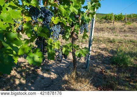 Vineyards In Summer Harvest. Large Bunches Of Red Wine Grapes In Sunny Weather.