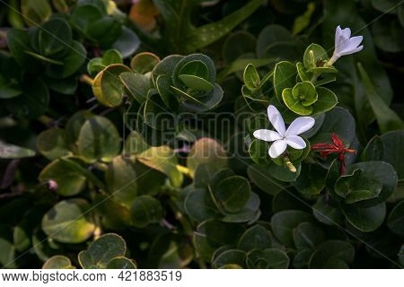Carissa Macrocarpa. White Flowers And Green Leaves Background, Natal Plum Carisse, Shrub Native To S