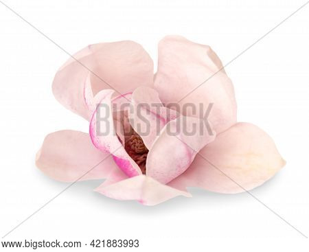 Magnolia Flower Isolated On White Background. Beautiful Spring Flowers.