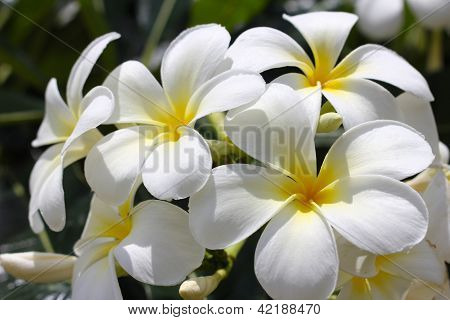 Bílé plumeria