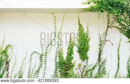 green ivy on white wall background                 