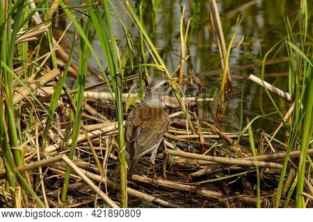 Catbird Fieldfare Turdus Pilaris Hunts On The Coast Of The Village Lake.