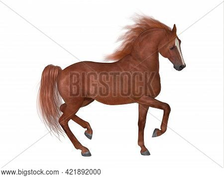 Thoroughbred Stallion 3d Illustration - The Thoroughbred Is Best Known For Horse Racing And Can Come