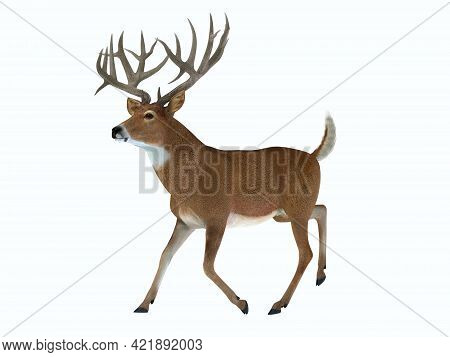 Whitetail Trophy Deer 3d Illustration - The White Tailed Deer Lives In Herds In North And South Amer