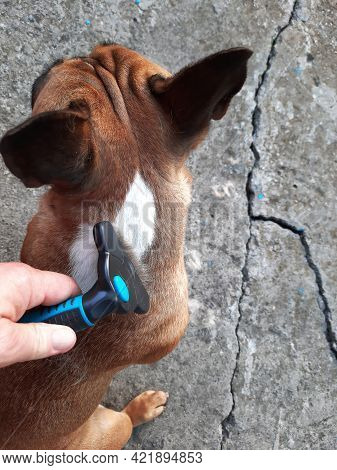 Seasonal Molt In A Dog. Hair Removal From The French Bulldog. Taking Care Of Animals. Close-up