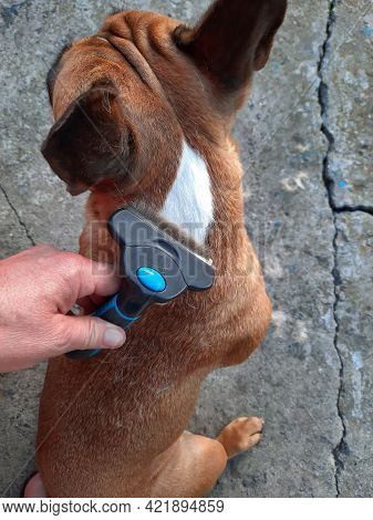 Seasonal Molt In A Dog. Hair Removal From The French Bulldog. Taking Care Of Animals. Close-up