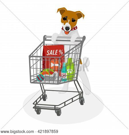 jack russell accessories