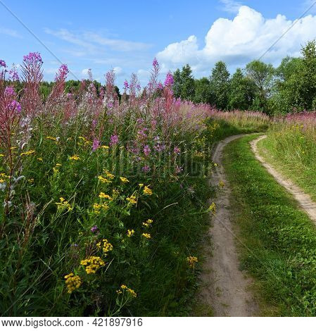 Country Road Through A Beautiful Flowering Field. Pink Flowers Of Ivan-tea Or Blooming Sally. Medici