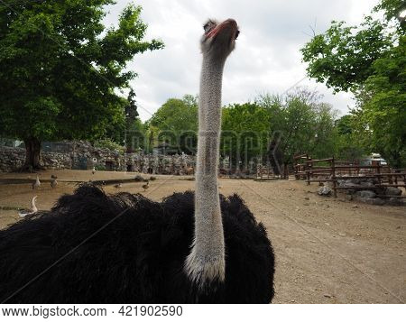 Belgrade, Serbia, April 25 2021 African Ostrich, Masai Ostrich, Stretched Out Its Neck. The Largest 