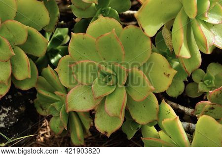 The Leaves Of A Verode Form A Lovely Green Dish