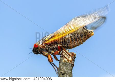 Brood X Group Of Periodical Cicadas Emerge Synchronously Every 17 Years. This Group Is Known As Grea