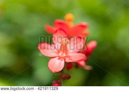 Beautiful Blooming Jatropha Integerrima Jacq Close Up Horizontal Composition