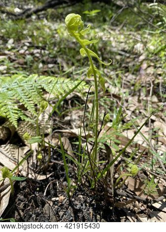 Calochlaena Dubia Sprouting Up From The Ground