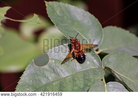 Leafcutter Bee On Green Leaf In Vientiane, Laos