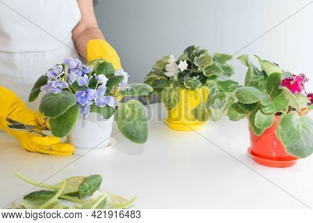 Senior Woman Caring For Flowers, At Home. Florist Woman In Yellow Gloves And White Apron Holds Flowe