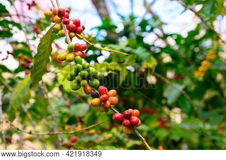 Close Up Of Coffee Seed Of Coffea Tree A Genus Of Flowering Plants Whose Seeds, Called Coffee Beans,
