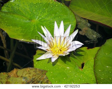 Fiore di loto bella su uno stagno in Museo Egizio