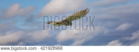 Close-up Of Kestrel Bird Of Prey Hovers Against A Beautiful Blue Sky With White Clouds, Hunting For 