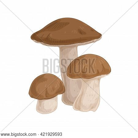 Birch Bolete Mushrooms With Brown Caps. Scaber Stalks Fungi Composition. Fresh Edible Raw Fungus. Or